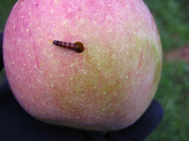 林檎に穴をあける虫、発見！ | 園主よしちゃん日記 | 柳沢農園 ｜ 信州