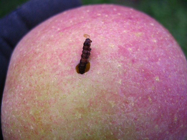 りんご虫 林檎に穴をあける虫、発見！ | 園主よしちゃん日記 | 柳沢農園 ｜ 信州
