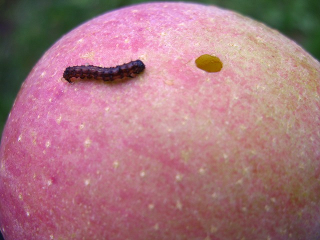 林檎に穴をあける虫、発見！ | 園主よしちゃん日記 | 柳沢農園 ｜ 信州